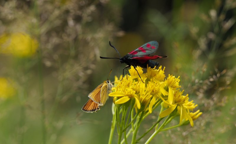 ZIGÈNE et HESPÉRIE sur fleur de séneçon à feuilles d'adonis. Le joli papillon aux ailes rouges et noires émet un liquide contenant du cyanure pour éviter de se faire manger. Forêt d'Orléans. JOËL LIEGARD